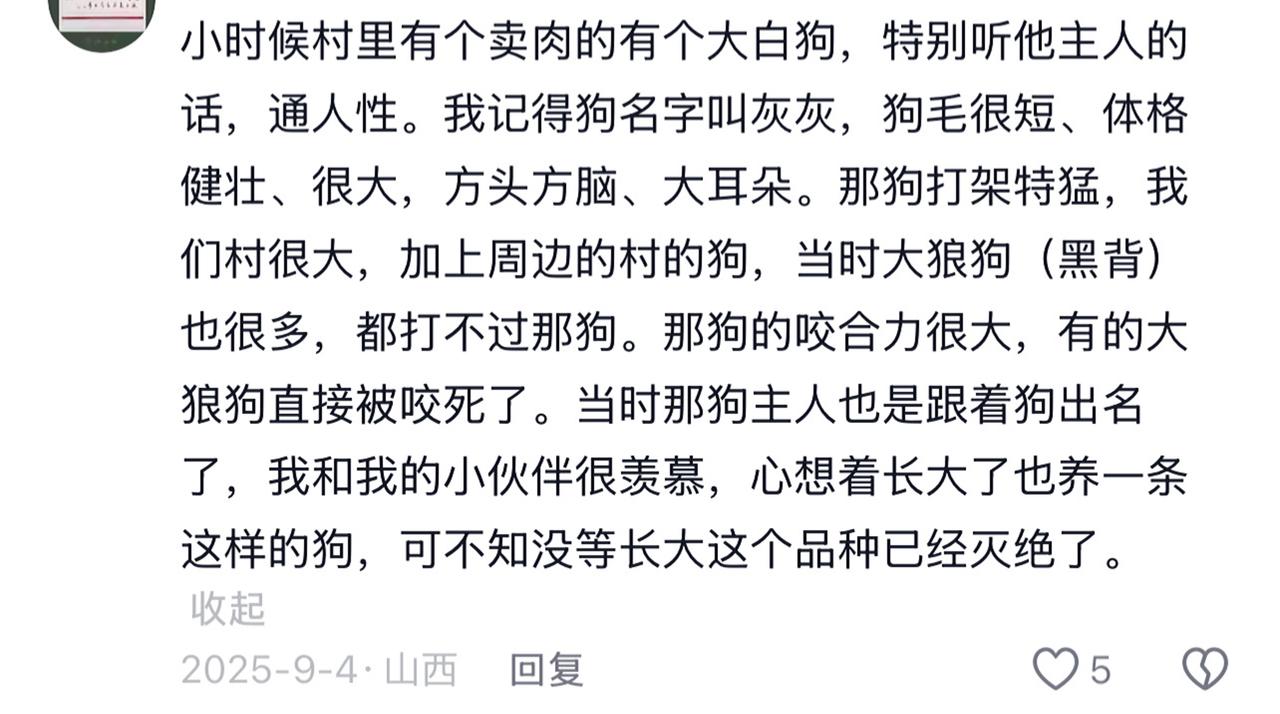 灰灰是一条体格体格健壮的短毛北方土狗，方头方脑大耳朵，打架很猛，击败过黑背德牧。