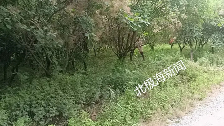 【陕西扶风：210亩耕地流转欠租撂荒村民维权遇困】近日，陕西扶风县城关街道