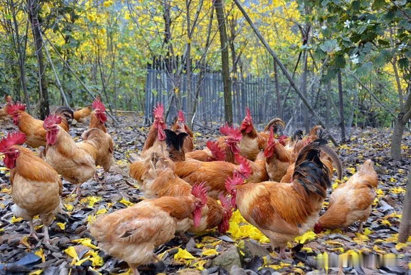 散养的鸡和圈养的鸡区别可大了。散养的鸡活动空间大，能自己找食吃，就像自由奔放的野