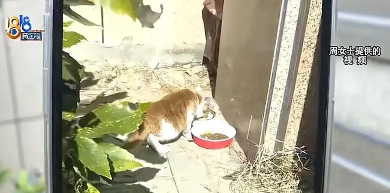 浙江宁波，女子在小区里喂养流浪猫，还搭了猫窝，其他邻居受不了，向物业投诉，于是物