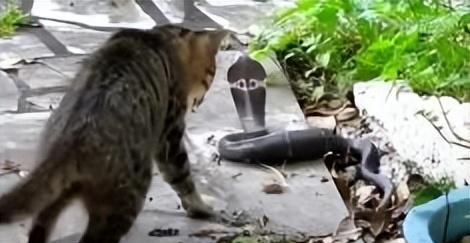 厨房排水口突然窜出两米长的影子，鳞片蹭过瓷砖的声音让正在吃饭的橘猫猛地炸毛。