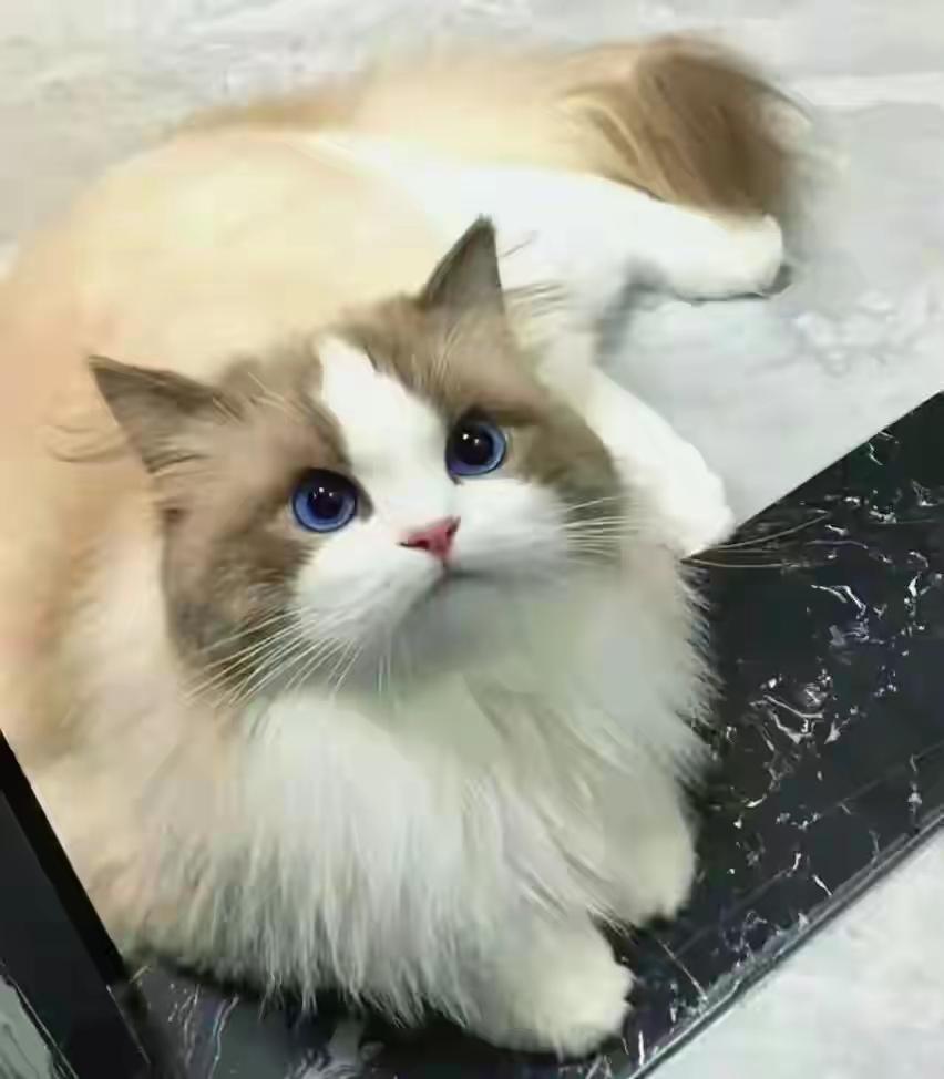 昨天去朋友家，看到她把她养的猫用电推子推的精光，连尾巴毛都推掉了，她说猫身上有跳