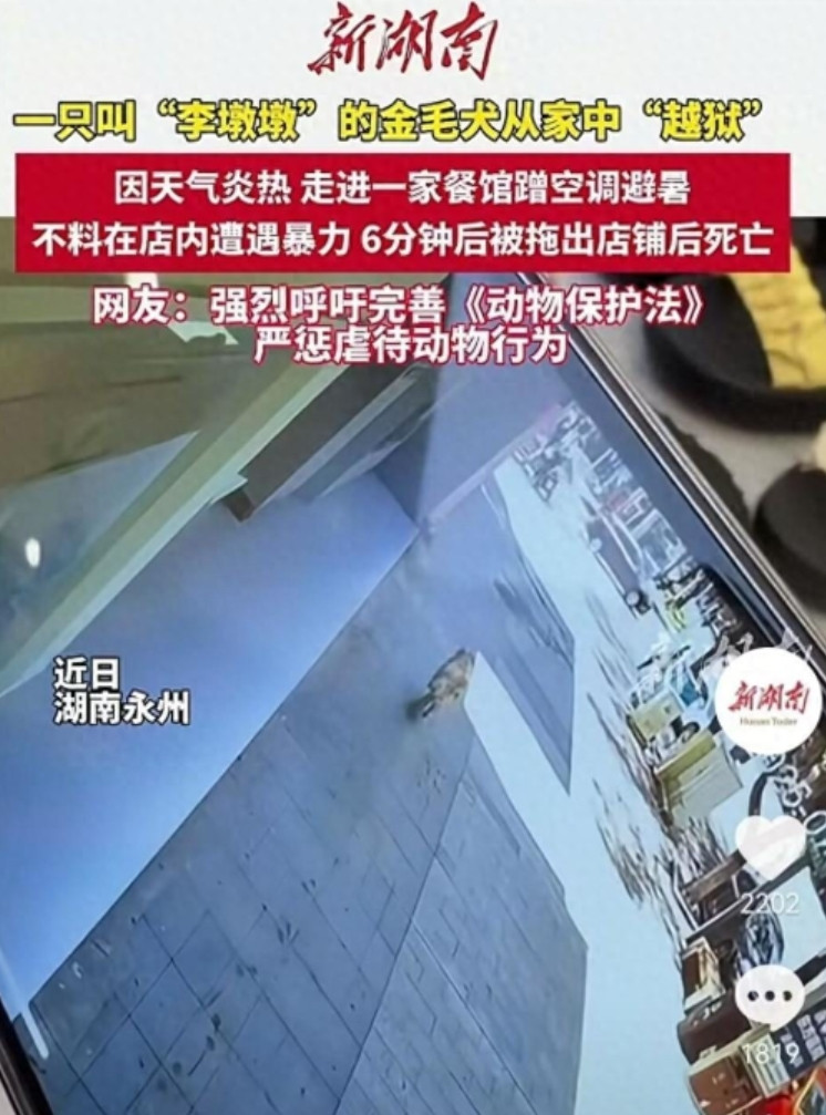湖南省永州，一只金毛犬从家中越狱，跑到一餐厅蹭空调，岂料，被餐厅使用暴力，导致死