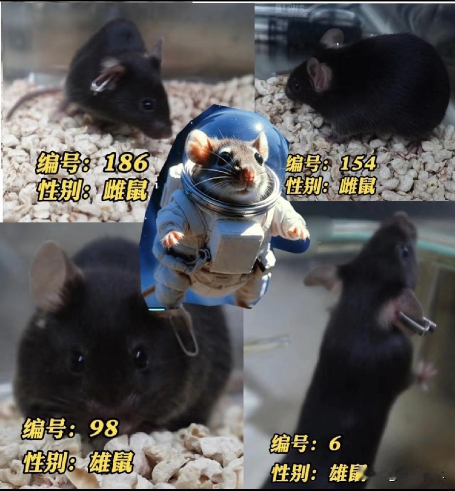 难怪12生肖老鼠排之首！还随着神二十一号登上了太空不只是因为它们体型小，还有