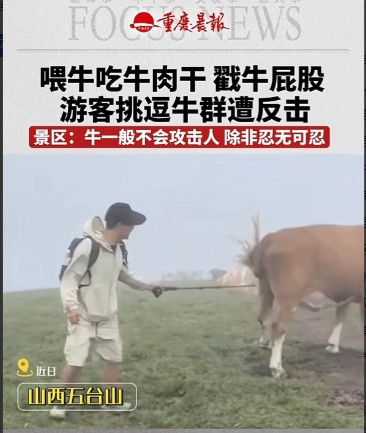 山西忻州，一男游客在景区游玩时，看见一群牛，他想恶搞一下，就掏出一包牛肉干喂牛