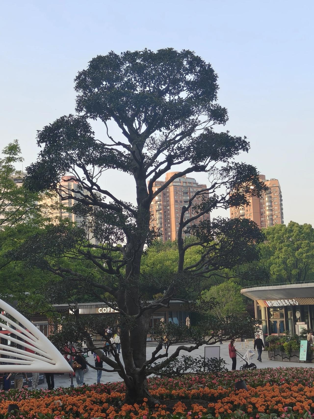 逛更多的公园，赏更多的美景，拍更多的花草树木🌲~🌸🌿🌿🌿🌿