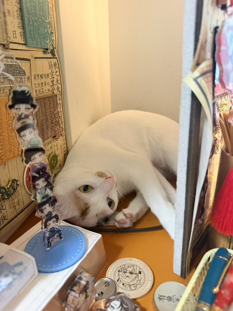 叮！今日的《食明》更新了春生的番外！小猫咪：我踢你毛毡板，你有意见？​​​