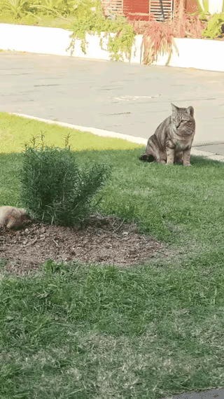 猫咪警惕性拉满，扑向草丛动静，看清猎物瞬间蔫了！猫咪的警觉性，从来都刻在骨