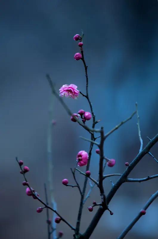 上联：几点寒梅凝雪韵；下联：半窗月色映风情。此下联与上联意境相合，对仗工整，
