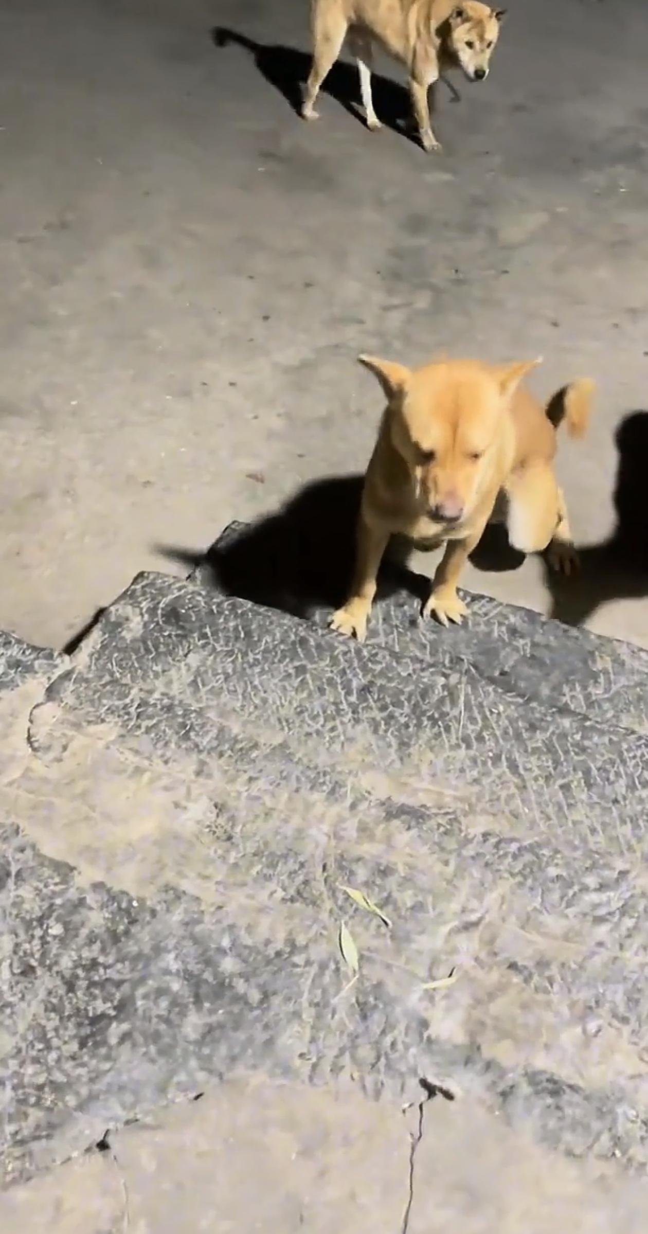 “心不是一般的大！”男子喝酒的时候，发现自家狗子一直在旁边盯着自己，于是就给狗也