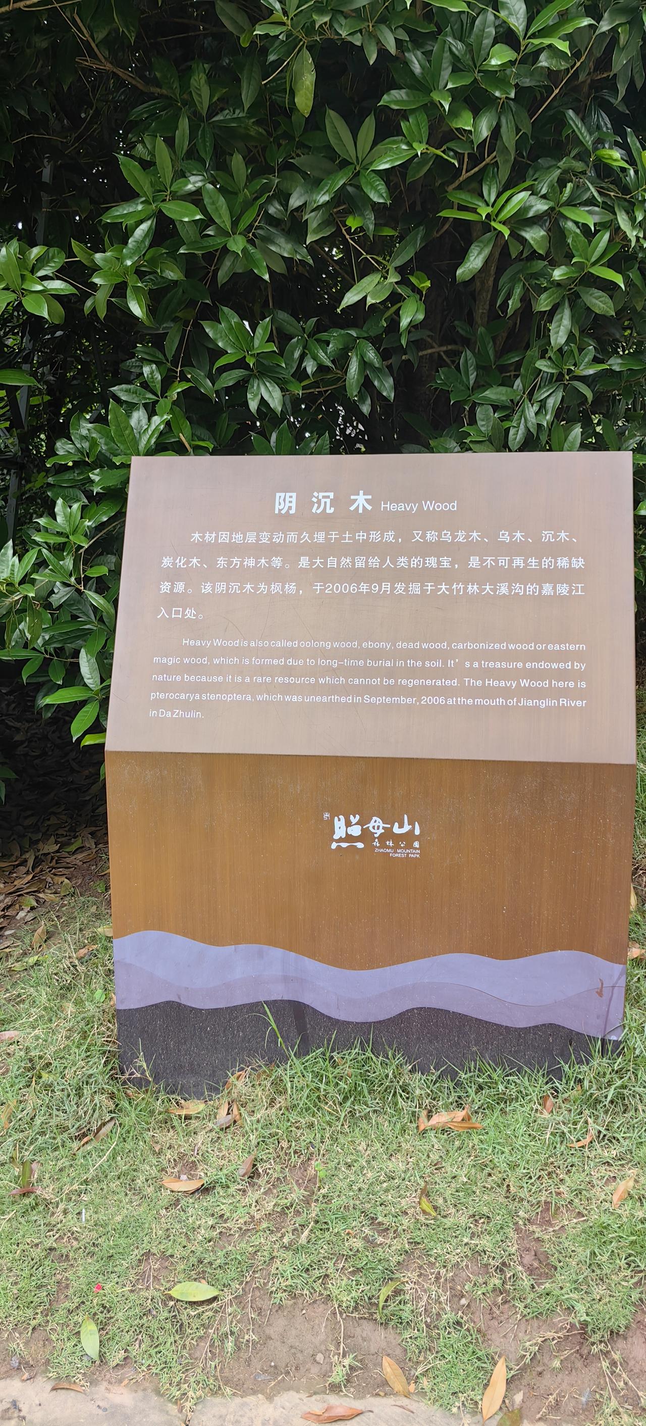 [无奈吐舌]照母山公园的“阴沉木阵”，如今已是“木去阵🈳”，只剩下上面的草坪上，还