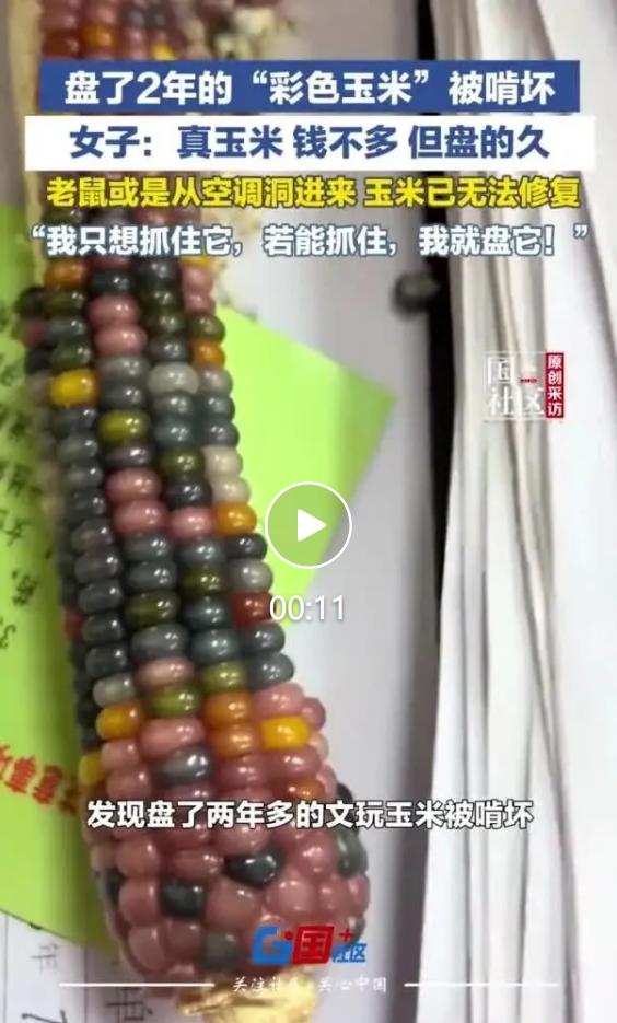 四川绵阳一位上班族，精心养护一枚彩色文玩玉米，整整两年时间坚持日常打理、细心盘玩