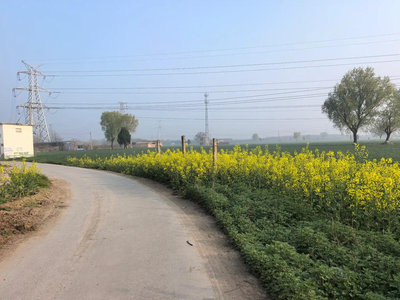 春天回到农村老宅，早起的鸟儿叽喳争鸣。院外那盛开的油菜花香早已挤入房中！街道小巷