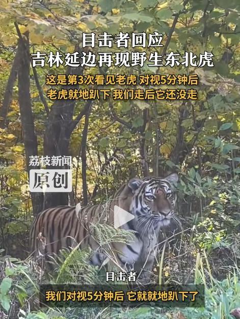 胆大的没边了！”吉林延边，一男子停车在路边休息时，突然看到野生东北虎朝他走来，男