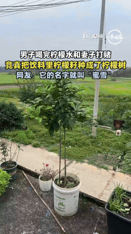 万万没想到！江西鹰潭，男子喝完柠檬水，意外发现杯底有颗柠檬籽，他当即和妻子打赌，