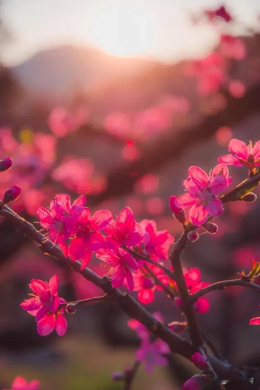 上联:一院桃花听燕语；下联:半坡青草看云舒。