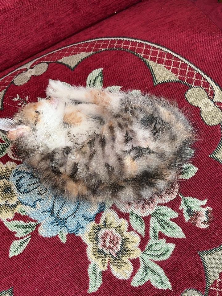 分享一张你家猫咪睡觉的可爱照片