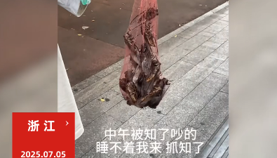 “这简直是捡钱啊！”7月5日，浙江，一男子在家里午睡的时候，被树上的知了猴吵的睡