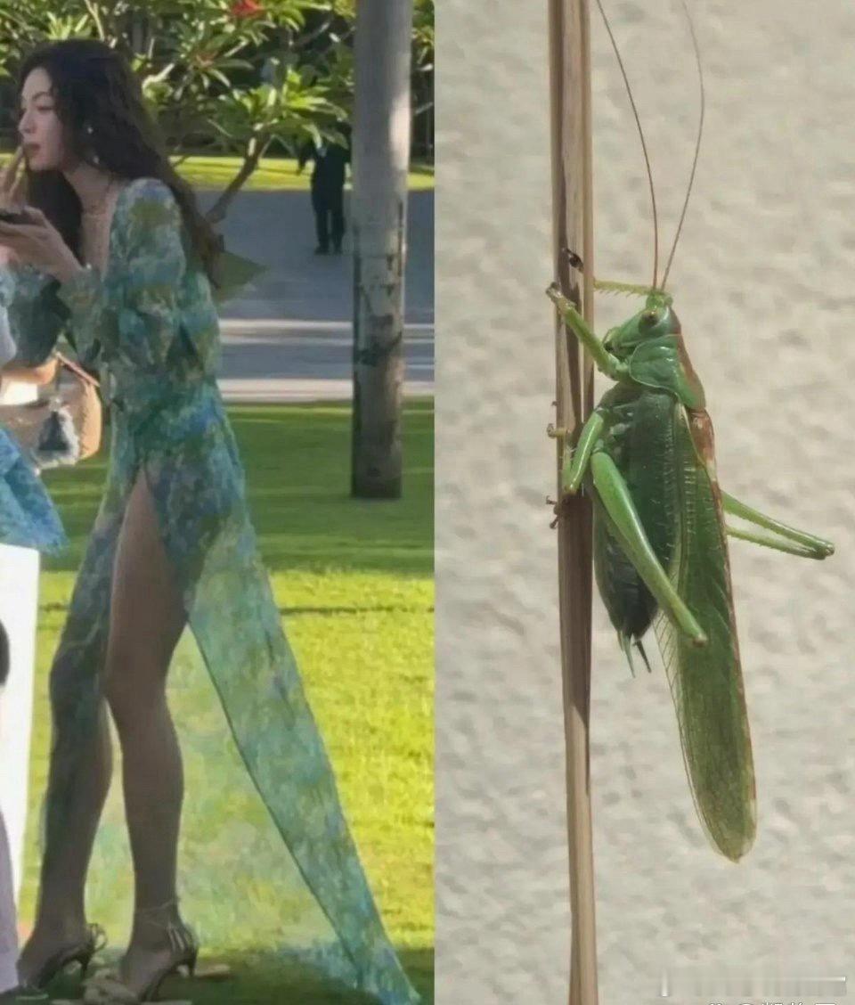 终于知道这裙子的设计灵感了