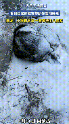 破防了！内蒙古风雪里的蒙古獒，用一身积雪写尽了最纯粹的忠诚！主人怕天寒冻着爱犬，