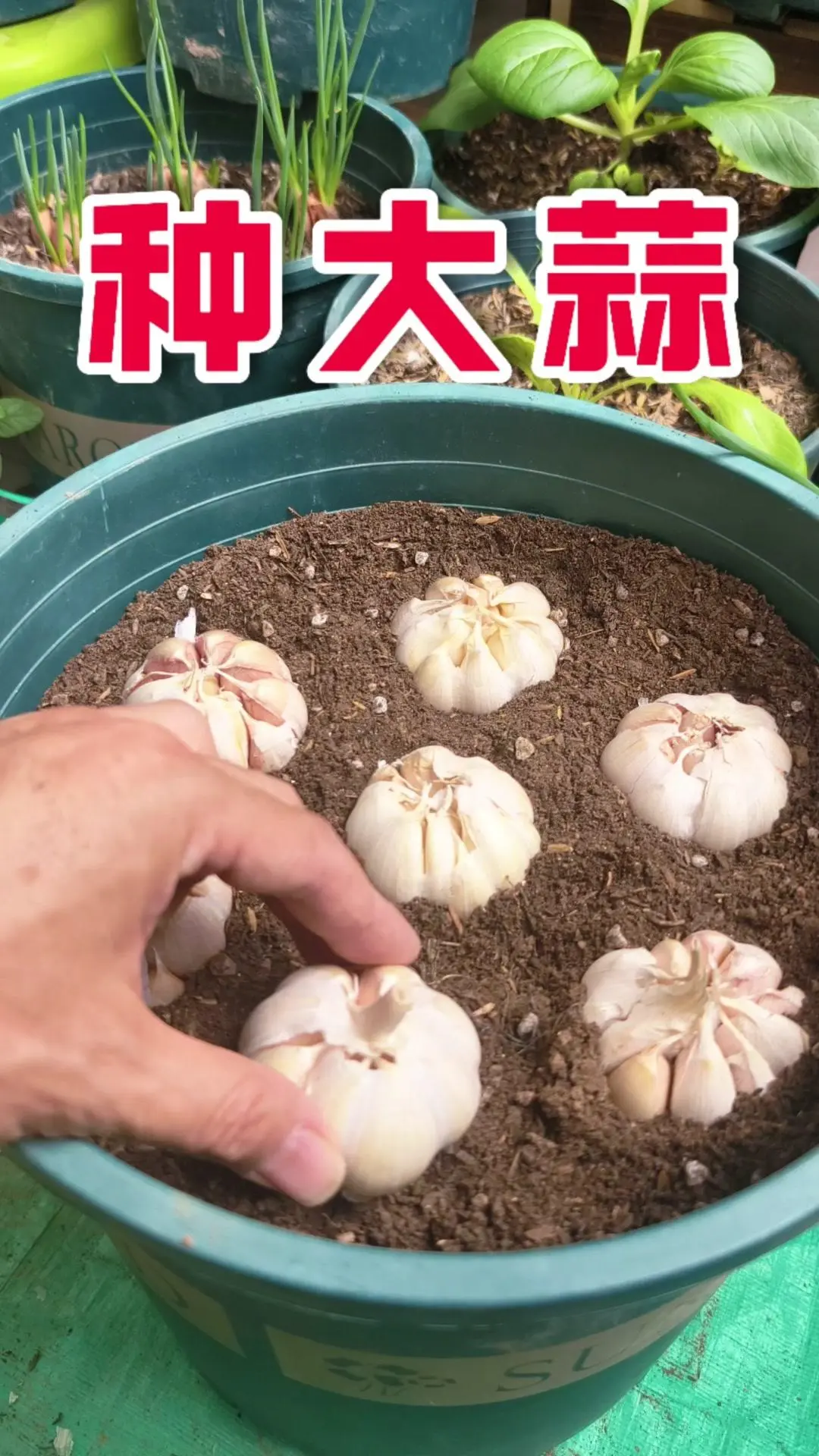 🌰过了八月半种大蒜技巧分享。种大蒜要注意这三个关键要点 1️⃣不要提...