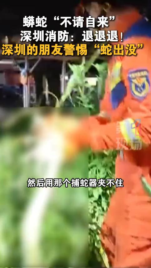 惊魂！深圳男子小区散步，绿化带惊现2米巨蟒，消防员徒手擒拿现场