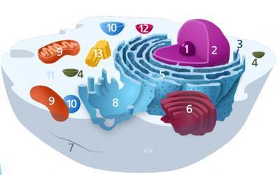 全球近一半肝癌在中国，再三提醒：家中的4种食物，尽早撤下餐桌中国每年新增肝癌
