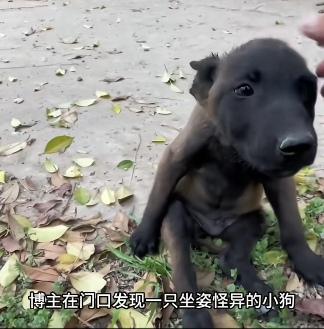 别人都说这只小狗残疾，博主却说它洋气，被他宠成了狗群的狗王博主在门口发现一