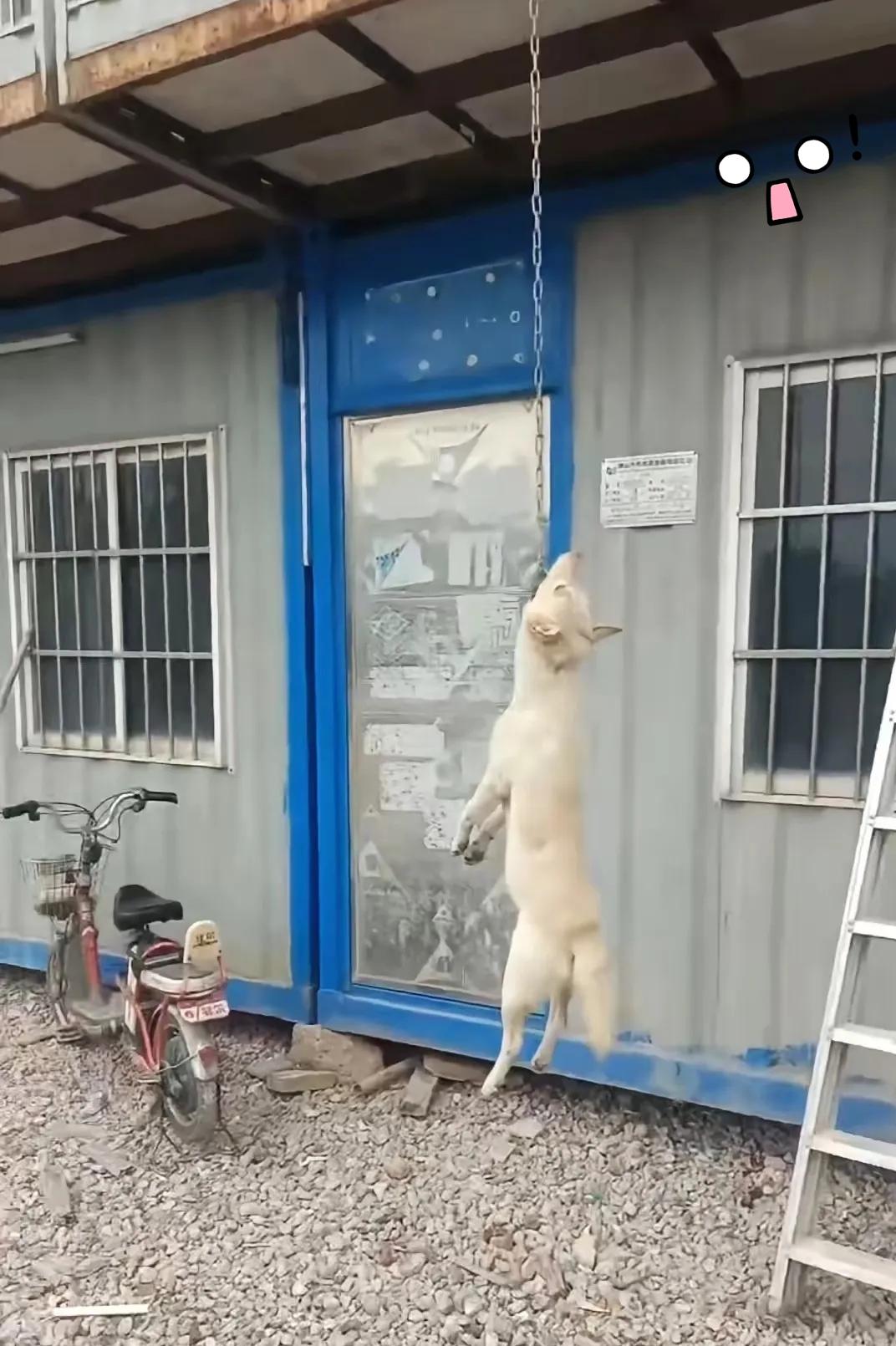 大白狗到死都没明白，自己兢兢业业守了两年的工地，最后竟成了它的“断头台”。所