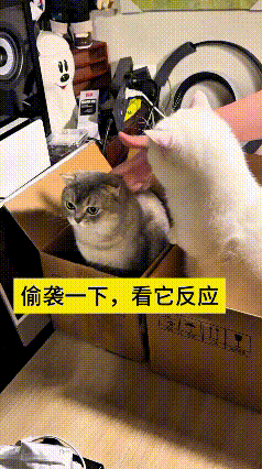 主人偷偷逗箱子里嘞小灰猫，小灰猫吓了一跳，转头就以为是旁边白猫干嘞，立马追着白猫