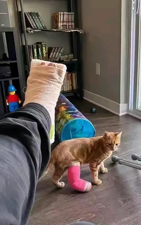 这是一只被主人的车技九条猫命差点不够用的猫猫，这是一只和一个老司机一起多次患难的