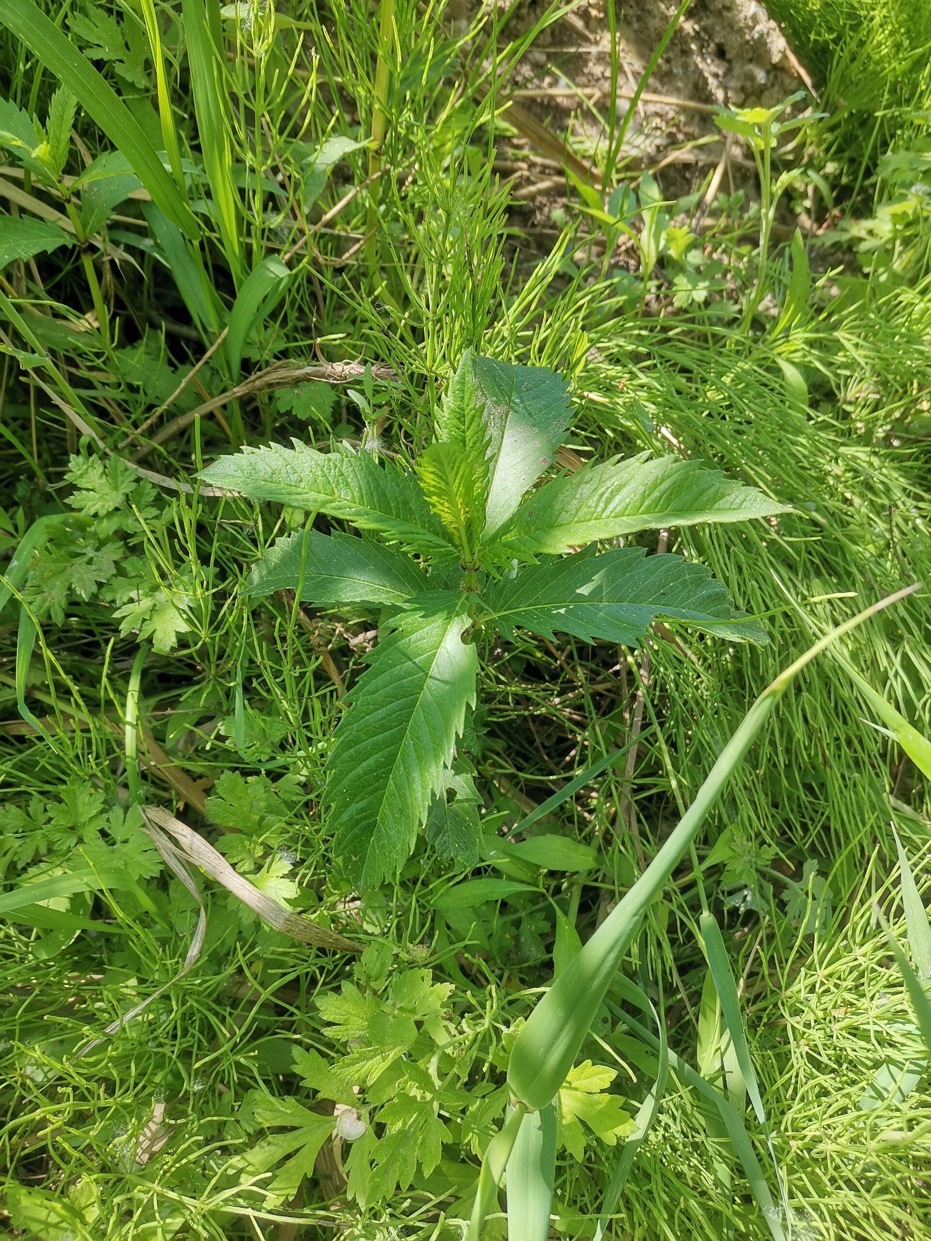 中医中药专业科普植物科普1.茜草茜草为茜草科植物茜草的干燥根及根茎，其名源