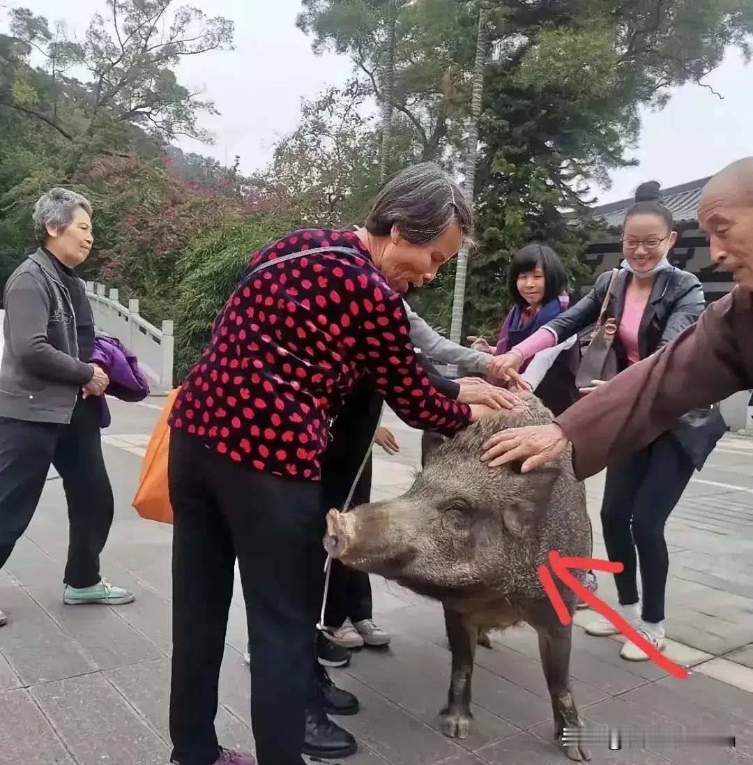 广东300斤野猪“猪五妹”走红！这可不是普通野猪，它在江门观音寺周边“定居”多年