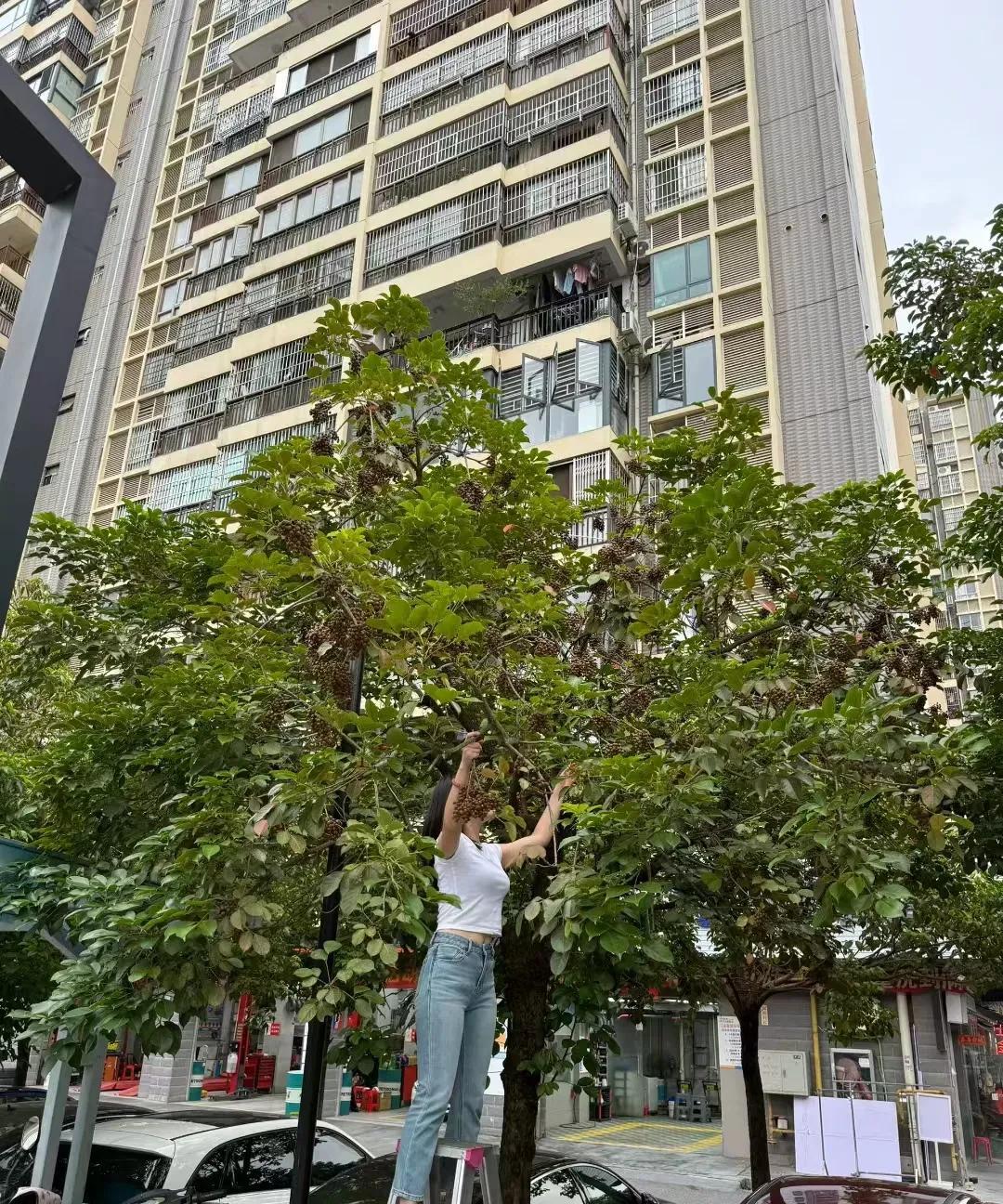 南宁的绿化带太香了！你们看，这位小姐姐正踩着梯子在绿化带摘果子呢！南宁的风景也