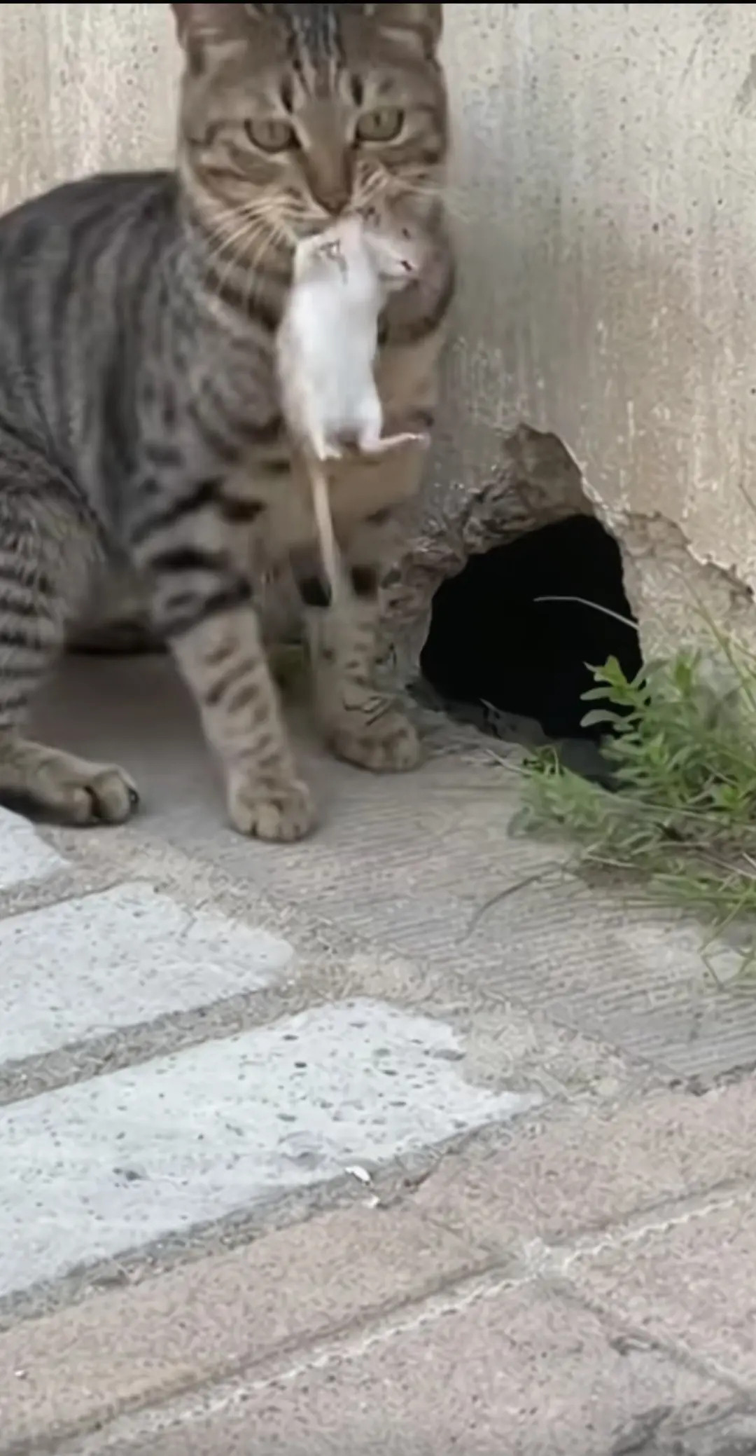 鼠：“有本事你进来抓我呀！”猫：“不进去也能抓到你！”鼠：“我错了！我服了！”猫