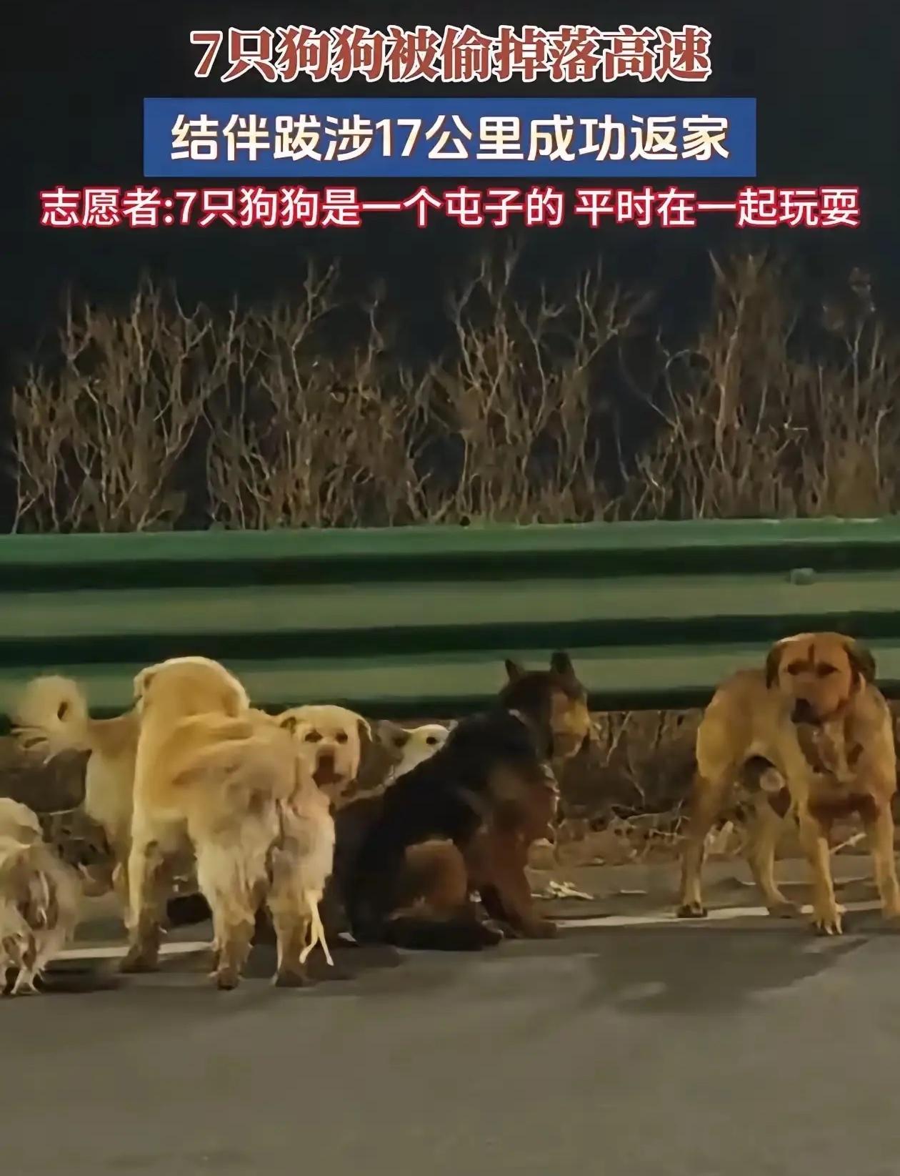 让人破防了！长春，七只狗子被拐，集体出逃，合力把笼子咬坏，它们才得以逃脱，其