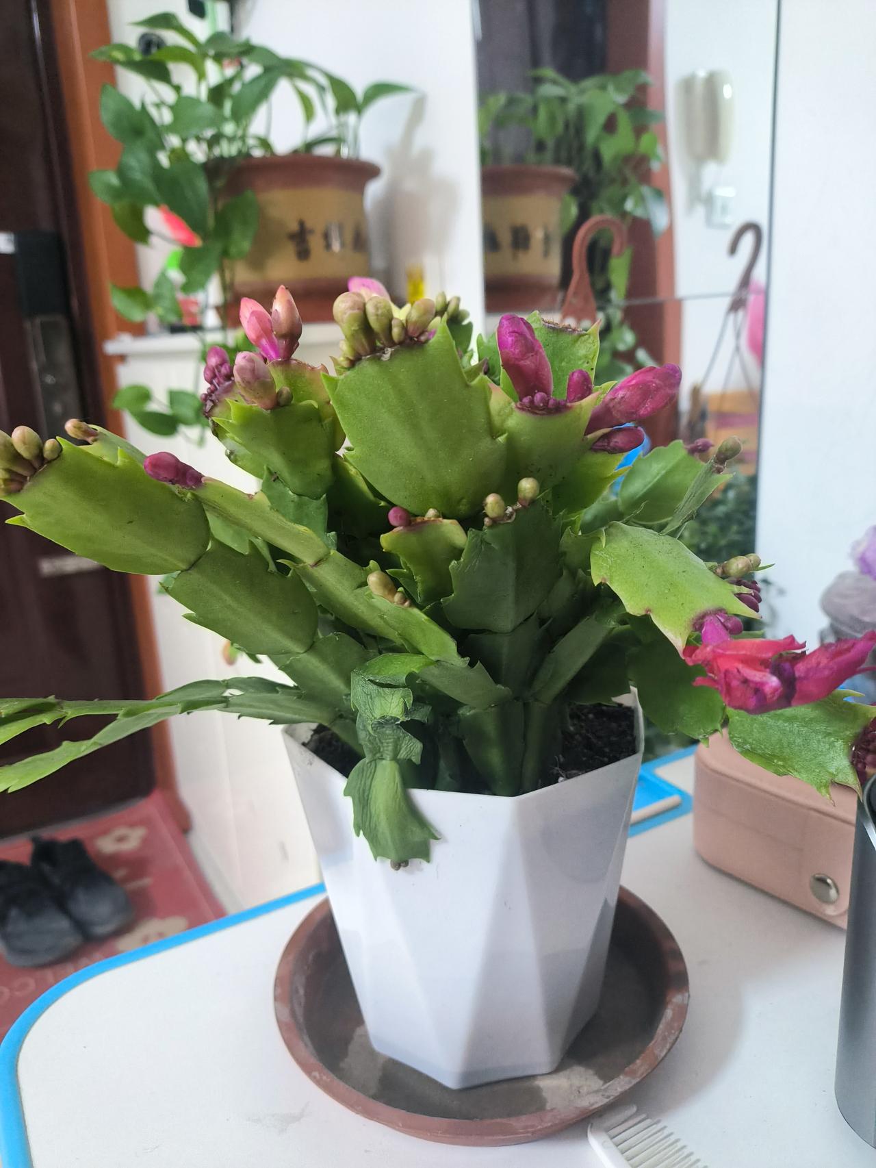 蟹爪兰真是花卉界的宝藏选手。它是仙人掌科的附生花卉，长长的叶片像蟹爪衍生出的茎瓣