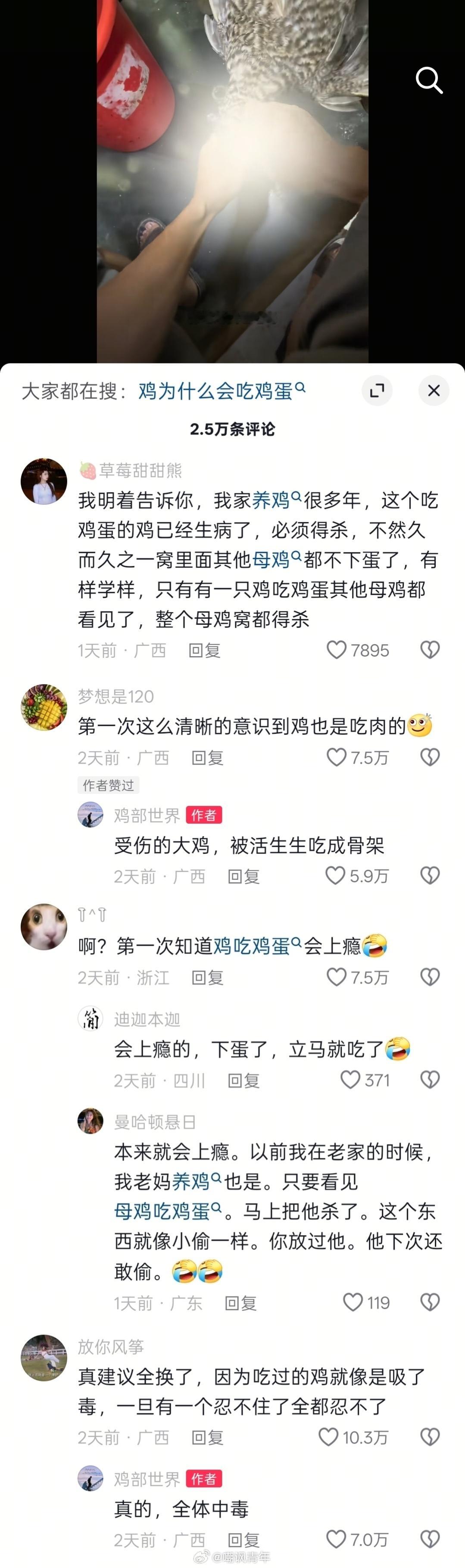 原来鸡窝里只要有一只母鸡不规矩，整窝母鸡都得杀掉，又涨知识了[666]​​​