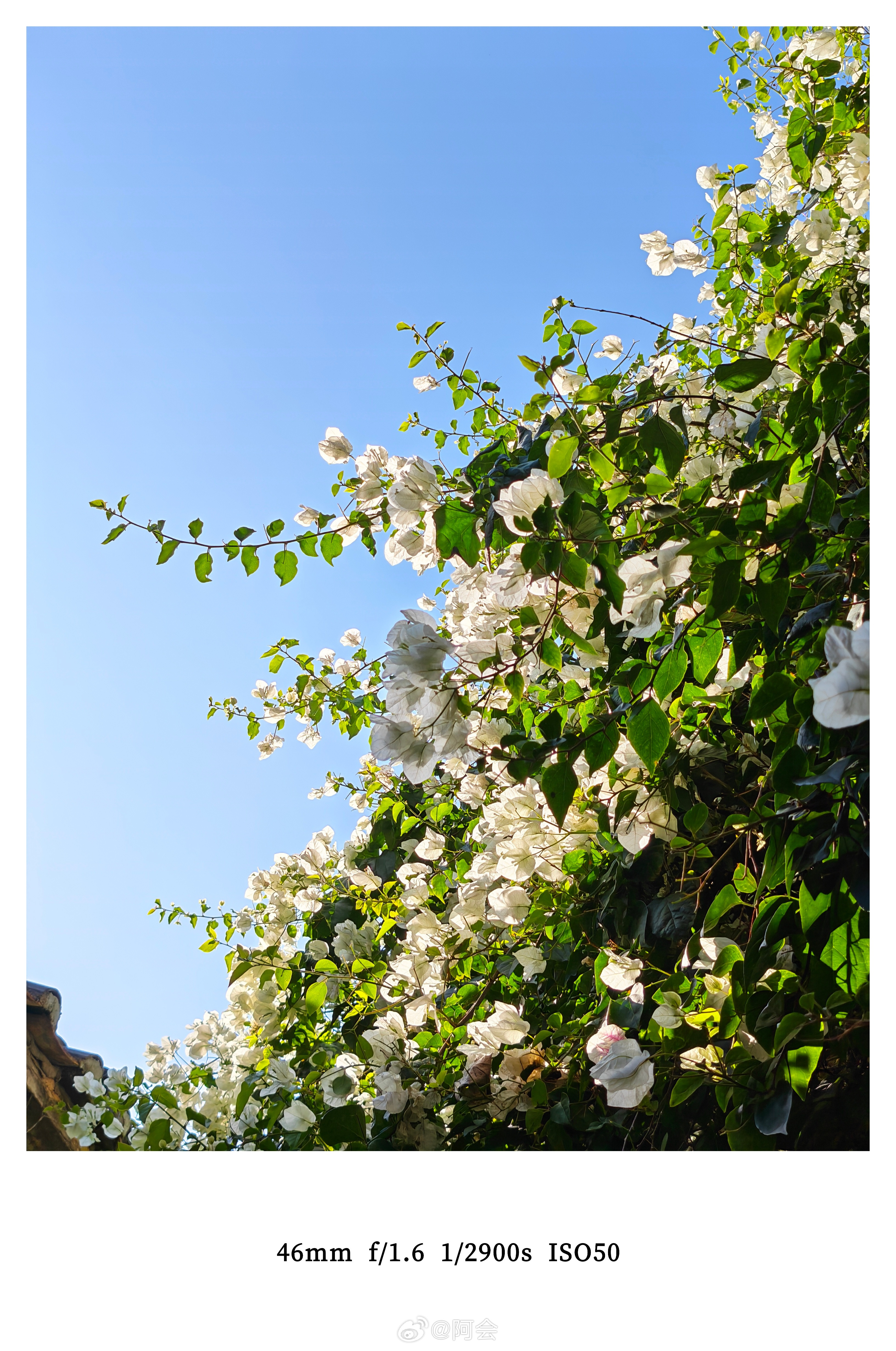 带荣耀MagicV6看花来了~