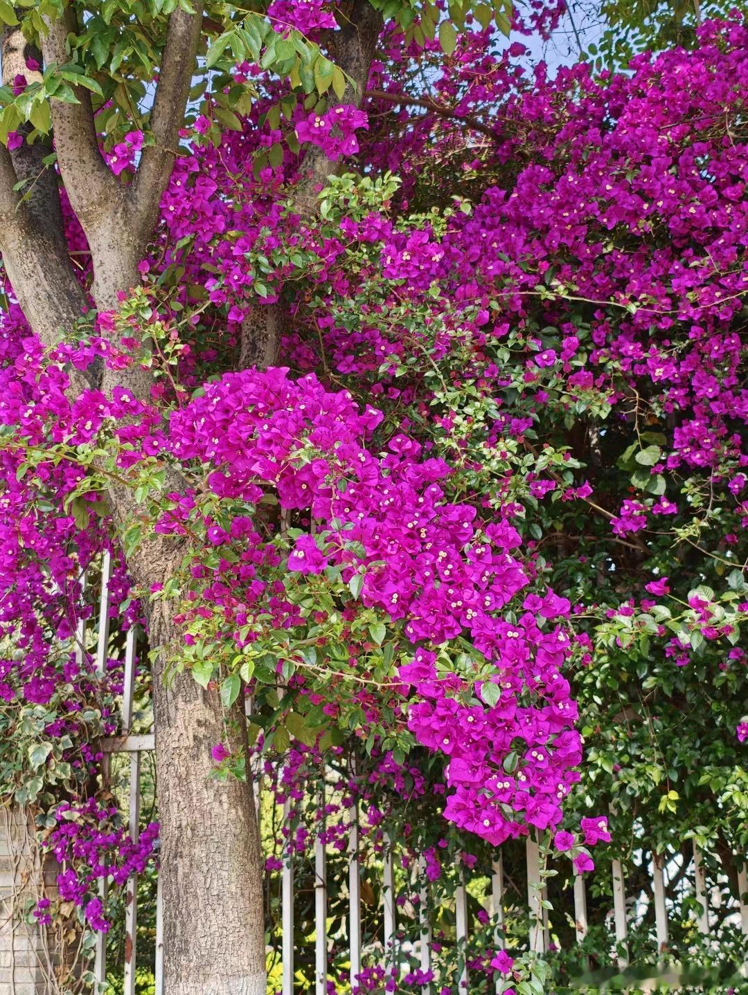 感受一下OPPOFindX9Ultra拍的照片，美哭了吗？