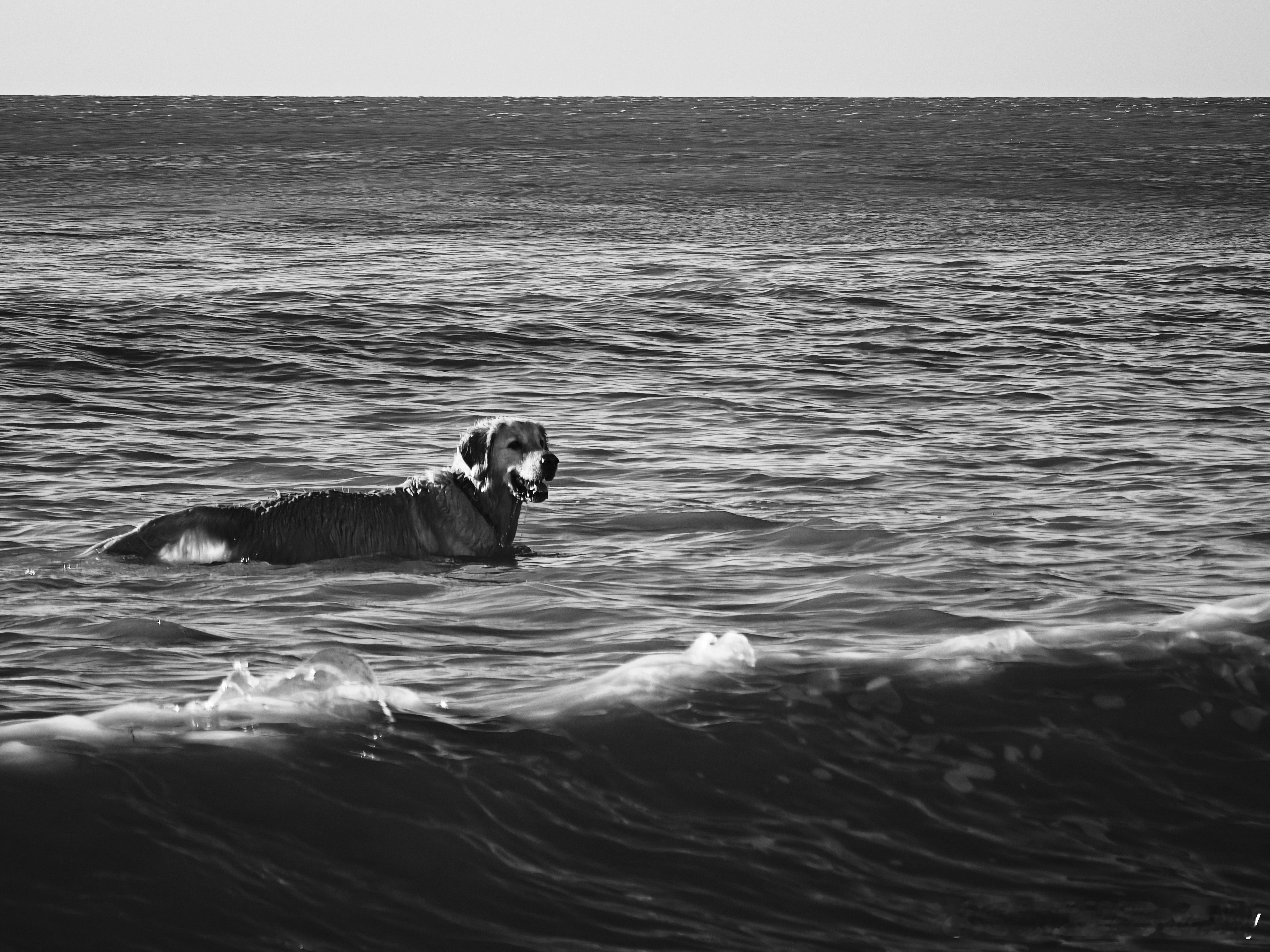 分享一组狗狗我发觉Livephoto再选图的画质是远远不如照片的，然后单张拍