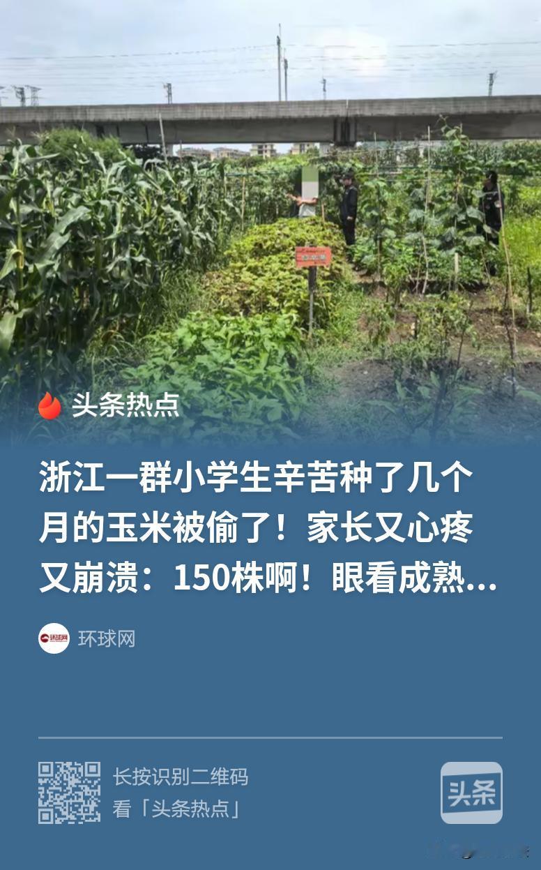 “生动的一课！”浙江黄岩，一群小学生辛苦种了几个月的玉米，共150株，眼看要成熟