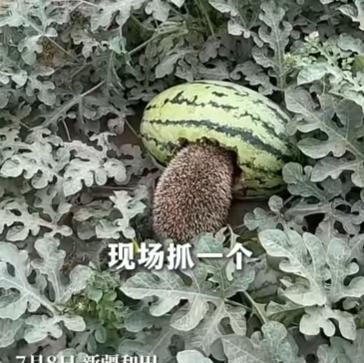 新疆一女子在自家瓜田劳作时，突然发现一只刺猬在偷吃西瓜。女子不仅没有将其赶走，反