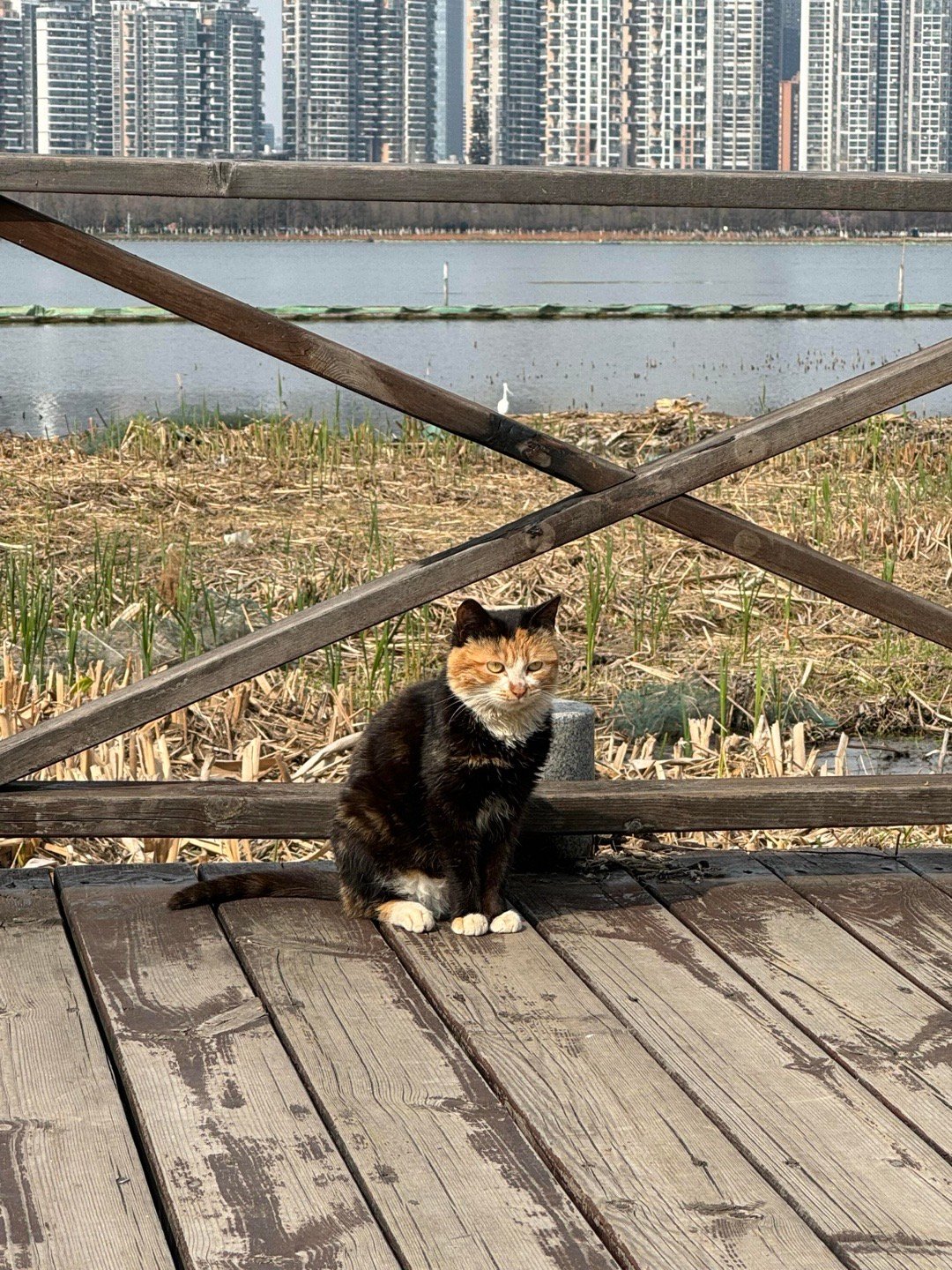 穿了黑色帽衫的猫猫​​​