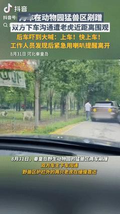 “活得不耐烦了？”9月1日河北秦皇岛动物园内，两个游客的车子在老虎区剐蹭，不料司