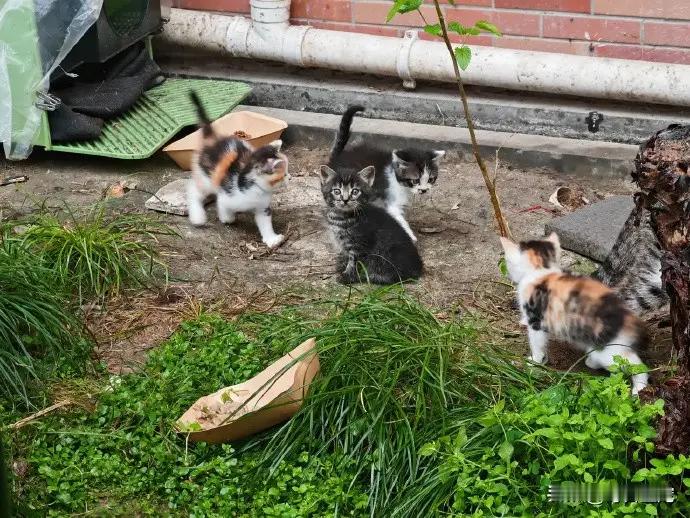 雨过天晴后，流浪猫妈妈又带着4小只出来玩耍了小家伙越来越活泼，猫妈妈在旁边静静看