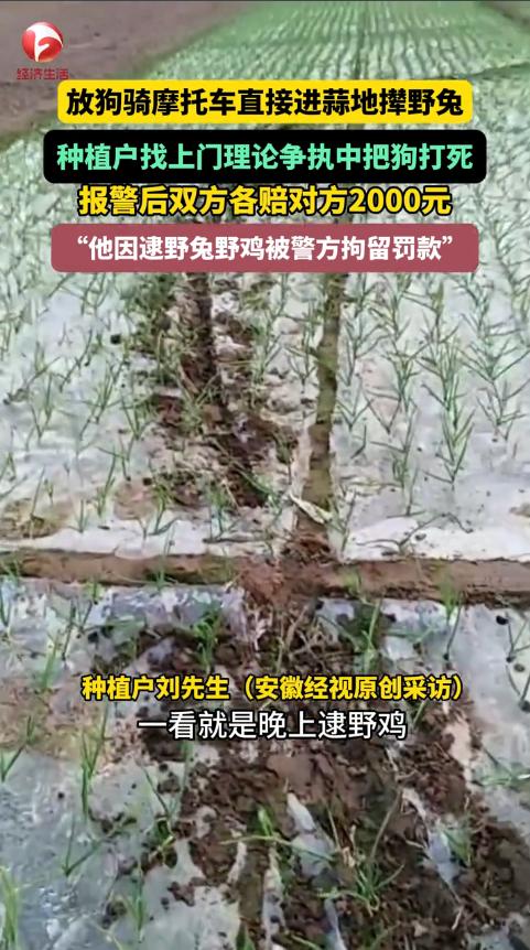 “冤不冤？”近日，山东济宁，一男子下地干活时，发现蒜地里有一道摩托车印，周围还有