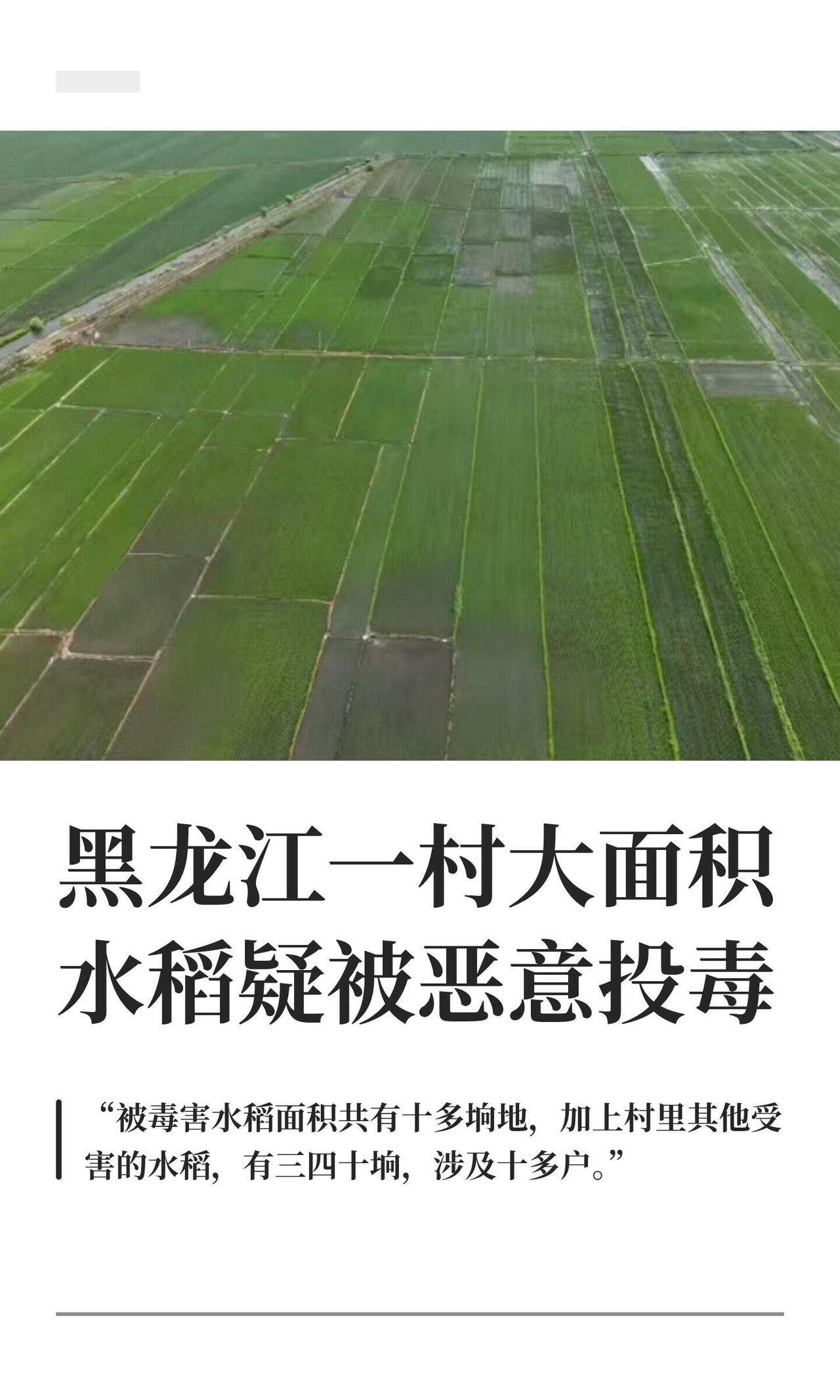 最近黑龙江那边出大事了，七台河宏伟镇清泉村，有农户爆料自家十多垧水稻被恶意投毒，