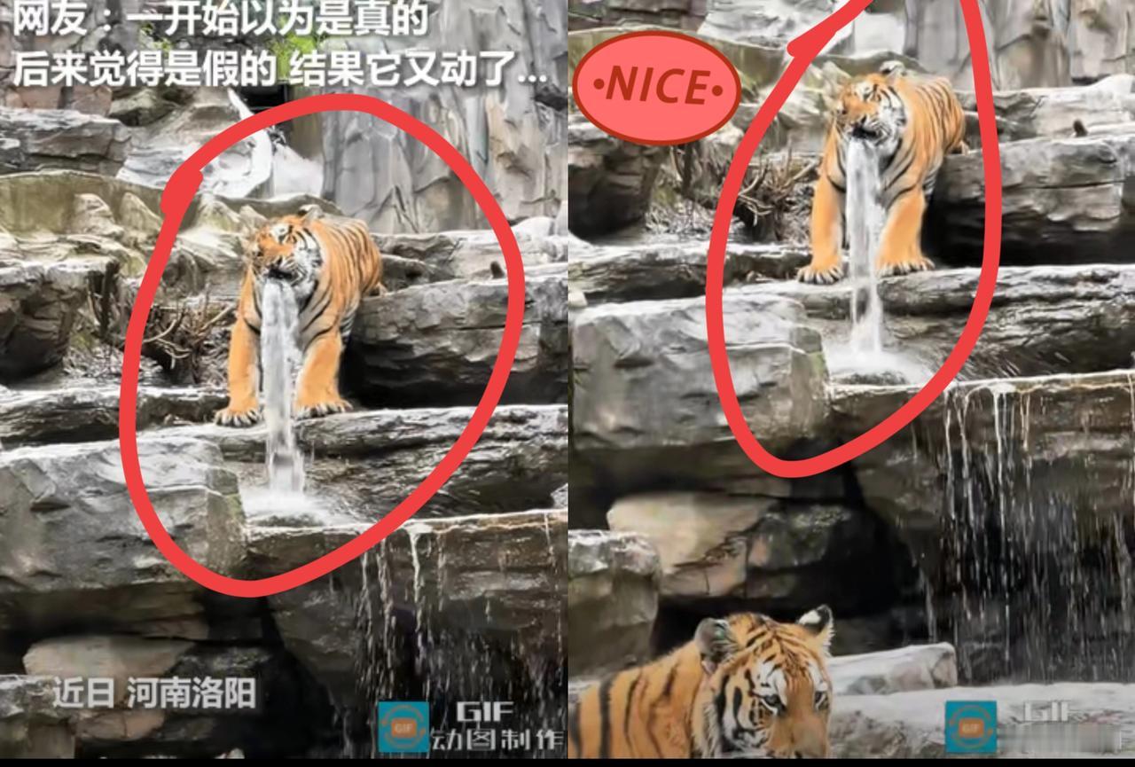 ““这趟真没白来！”洛阳动物园这老虎直接把“倒霉”玩出了新花样，一开始大家还以为