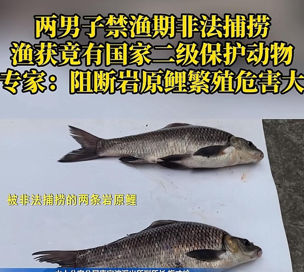 重庆，2男子为满口腹之欲，在捕鱼期铤而走险进行非法打捞。万万想不到，被人发现后，